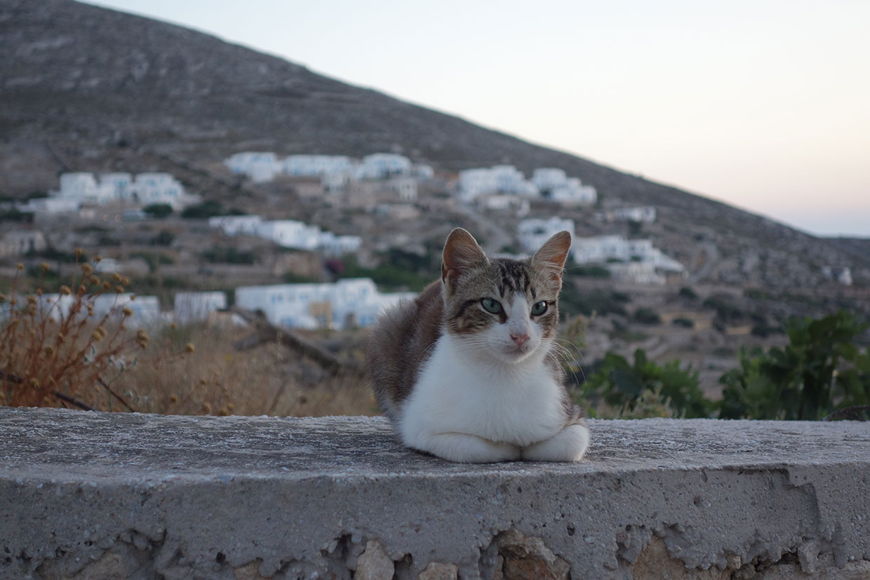 Γάτα στη Χώρα της Φολεγάνδρου