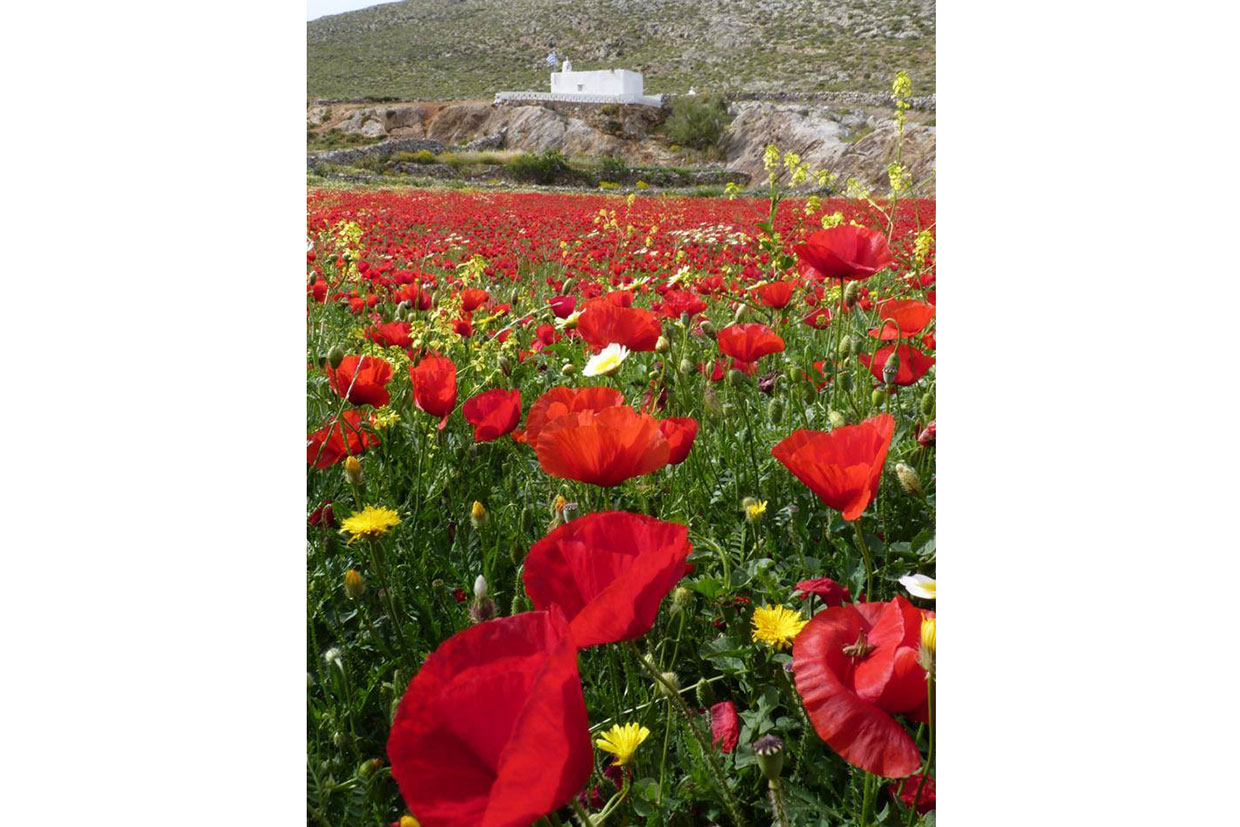 Folegandros in springtime